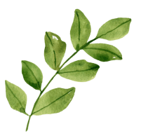 Picture of a branch showing green leaves.